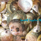 Mop Plates | Black Lip | Fish | 4 - 4.5 Inches