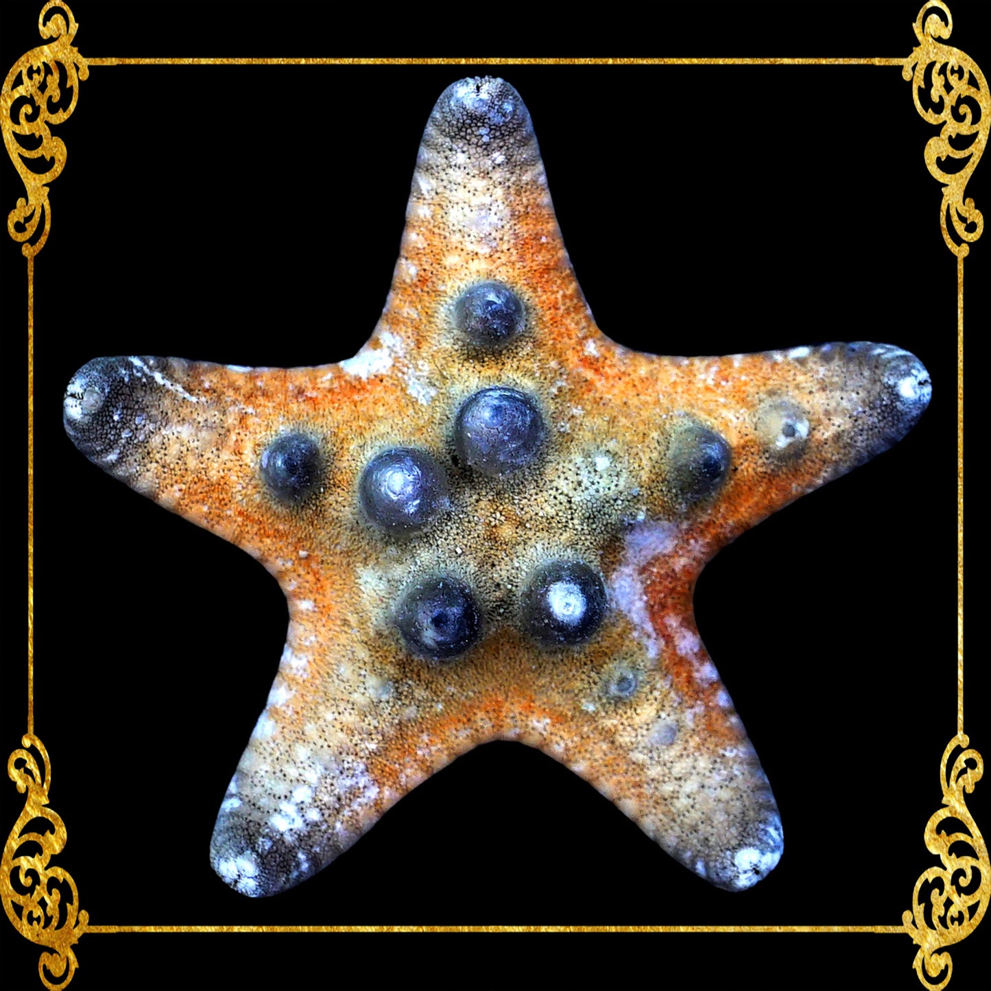 Starfish | Bukol | Armoured Starfish | Natural | 9 - 10 Inches