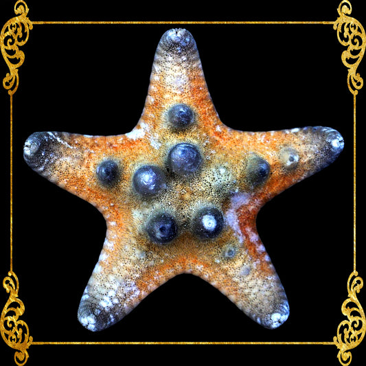 Starfish | Bukol | Armoured Starfish | Natural | 3 - 4.9 Inches