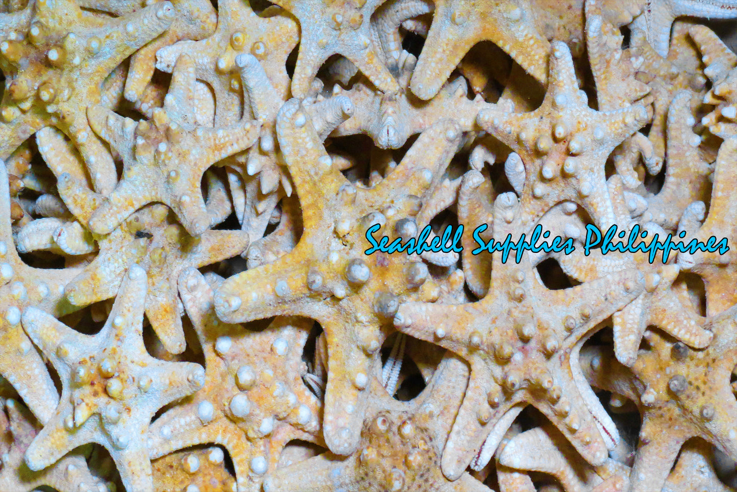 Starfish | Bukol | Armoured Starfish | Natural | 5 - 6.9 Inches