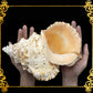 Bursa Bobo | Giant Frog Shell | 8 - 11 Inches | Extra Large