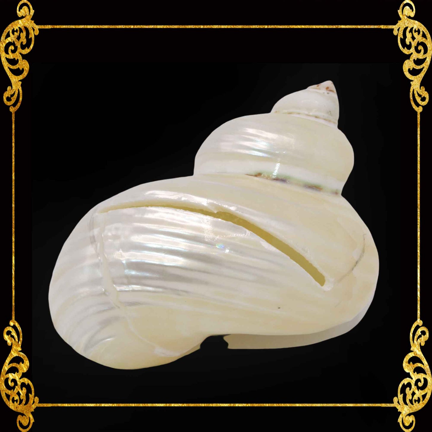 Calling Card Holder | Picture Holder | Turbo Pearlized Shells