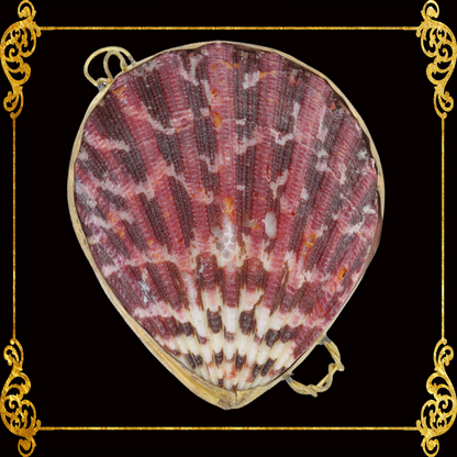 Coin Purse | Pill Box | Jewelry Holder | Made of Real Seashells
