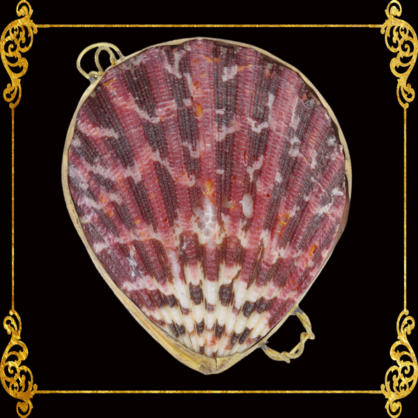 Coin Purse | Pill Box | Jewelry Holder | Made of Real Seashells