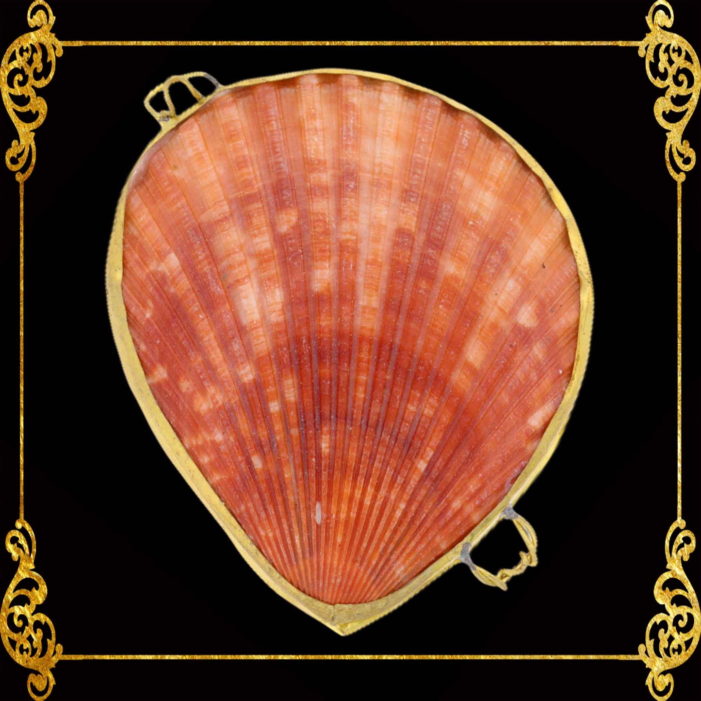 Coin Purse | Pill Box | Jewelry Holder | Made of Real Seashells