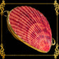 Coin Purse | Pill Box | Jewelry Holder | Made of Real Seashells