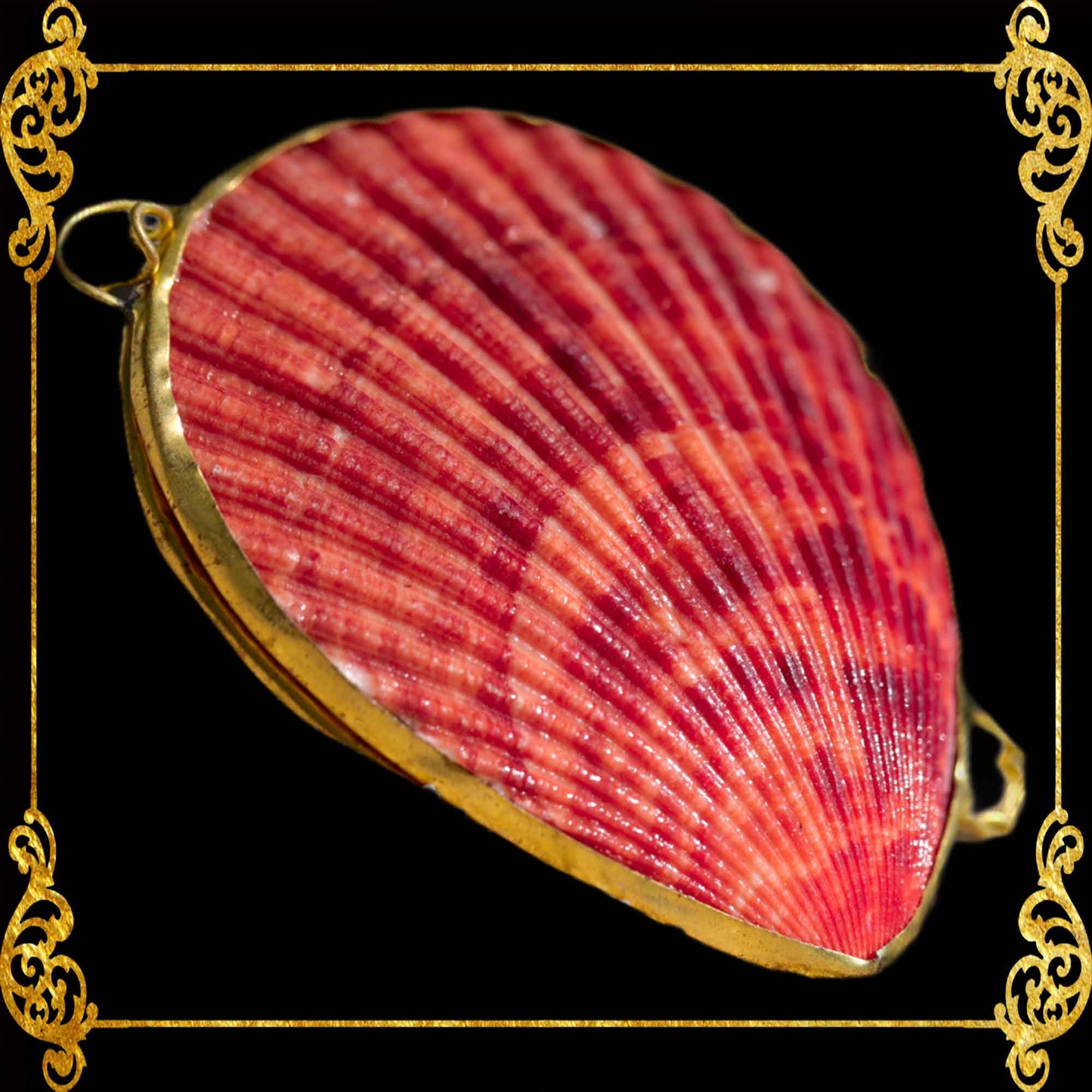 Coin Purse | Pill Box | Jewelry Holder | Made of Real Seashells