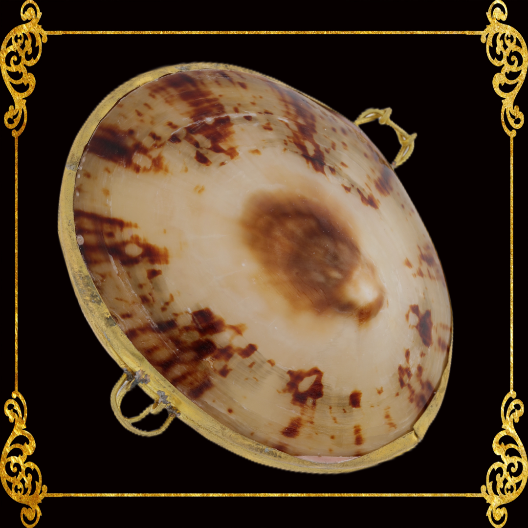 Coin Purse | Pill Box | Jewelry Holder | Made of Real Seashells
