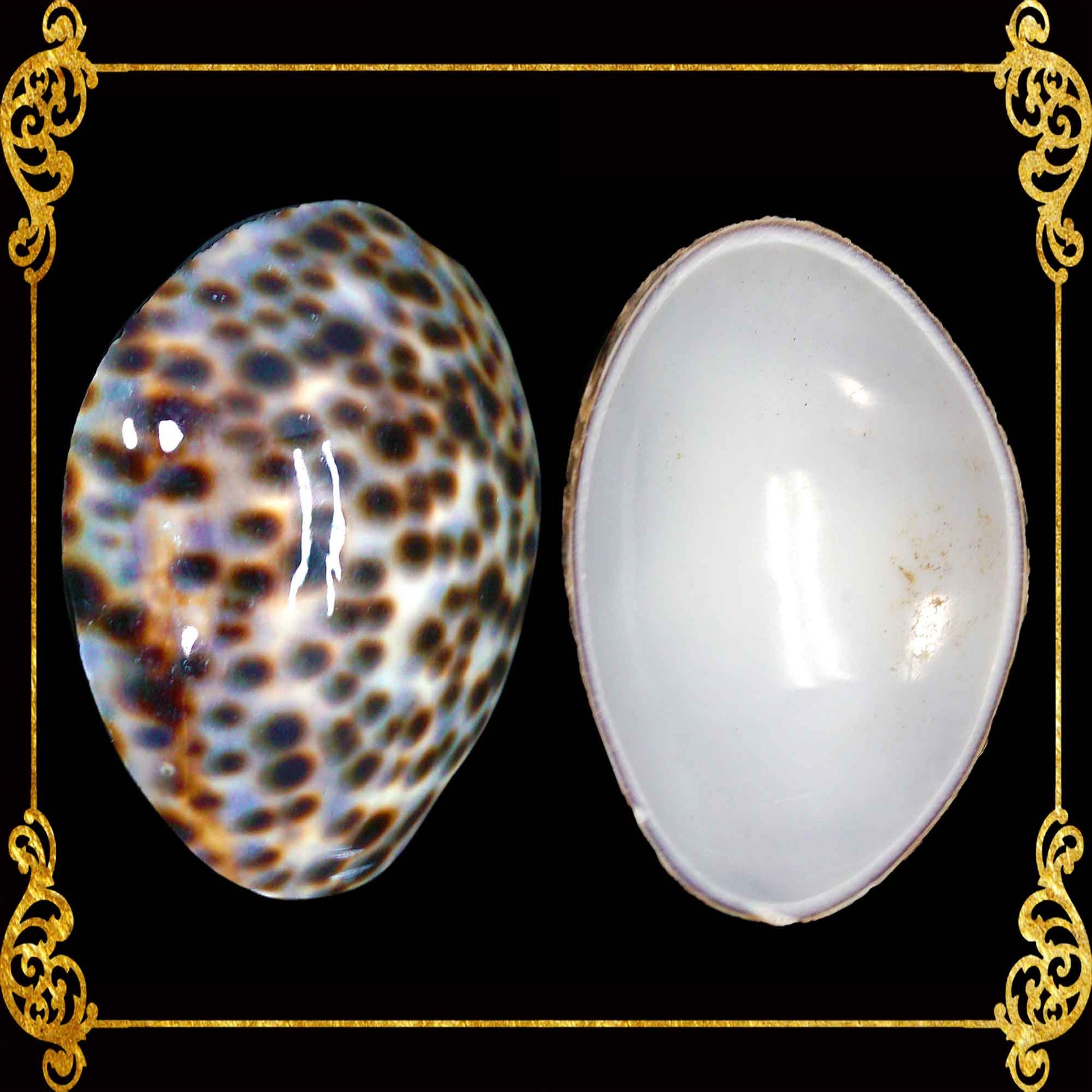 Cut Seashells | Cowry Tiger | Cyprea Caputserpentes Shells