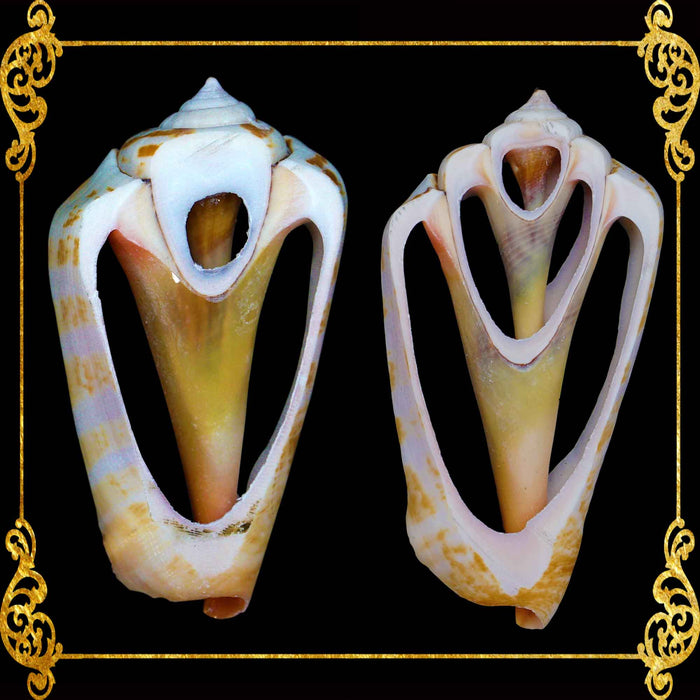 Cut Seashells | Red Lips | Strawberry Conch Shells