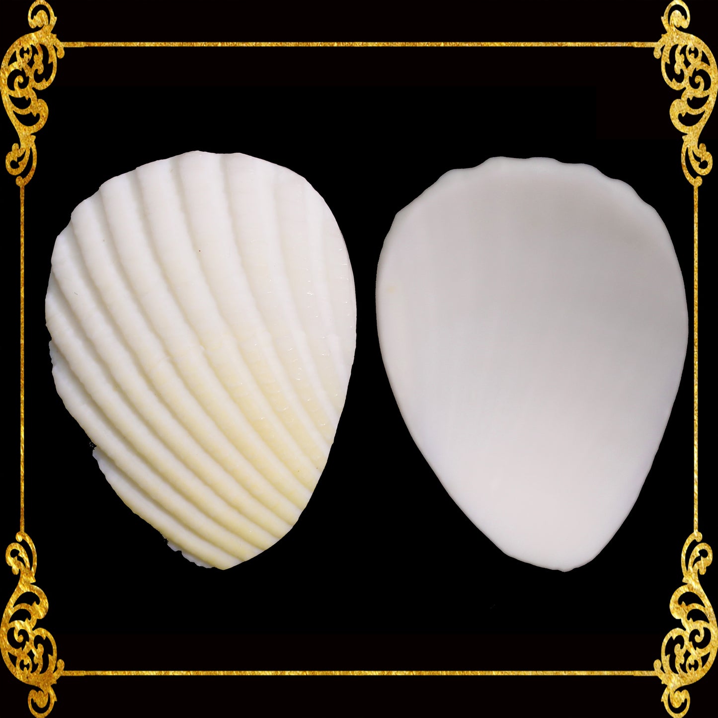 Cut Seashells | Batotoy Petals