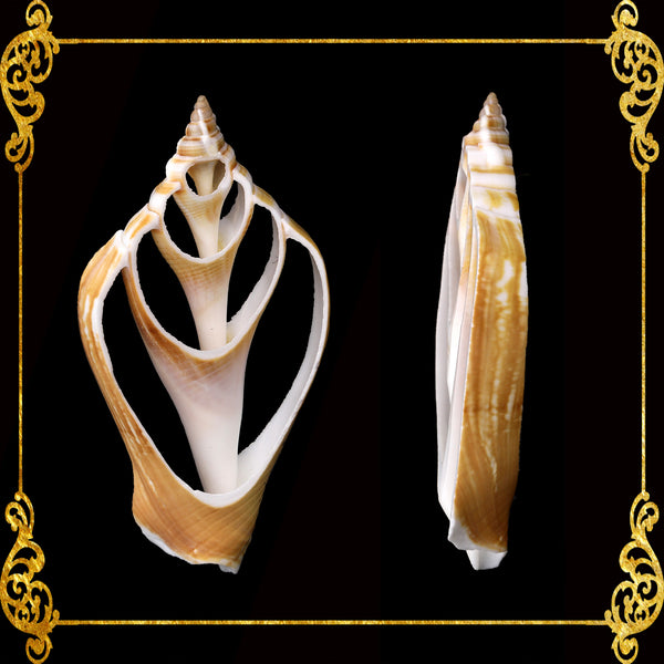 Cut Seashells | Canarium Brown | Dog Conch Shells