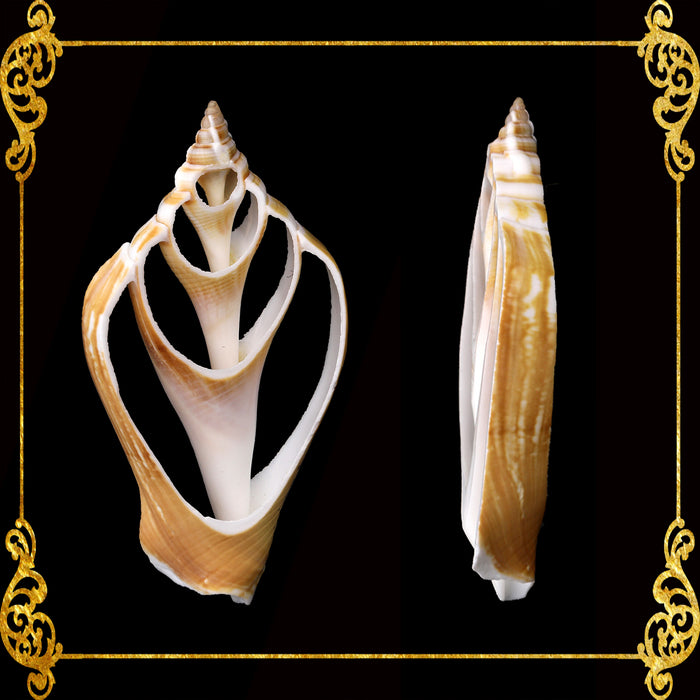 Cut Seashells | Canarium Brown | Dog Conch Shells