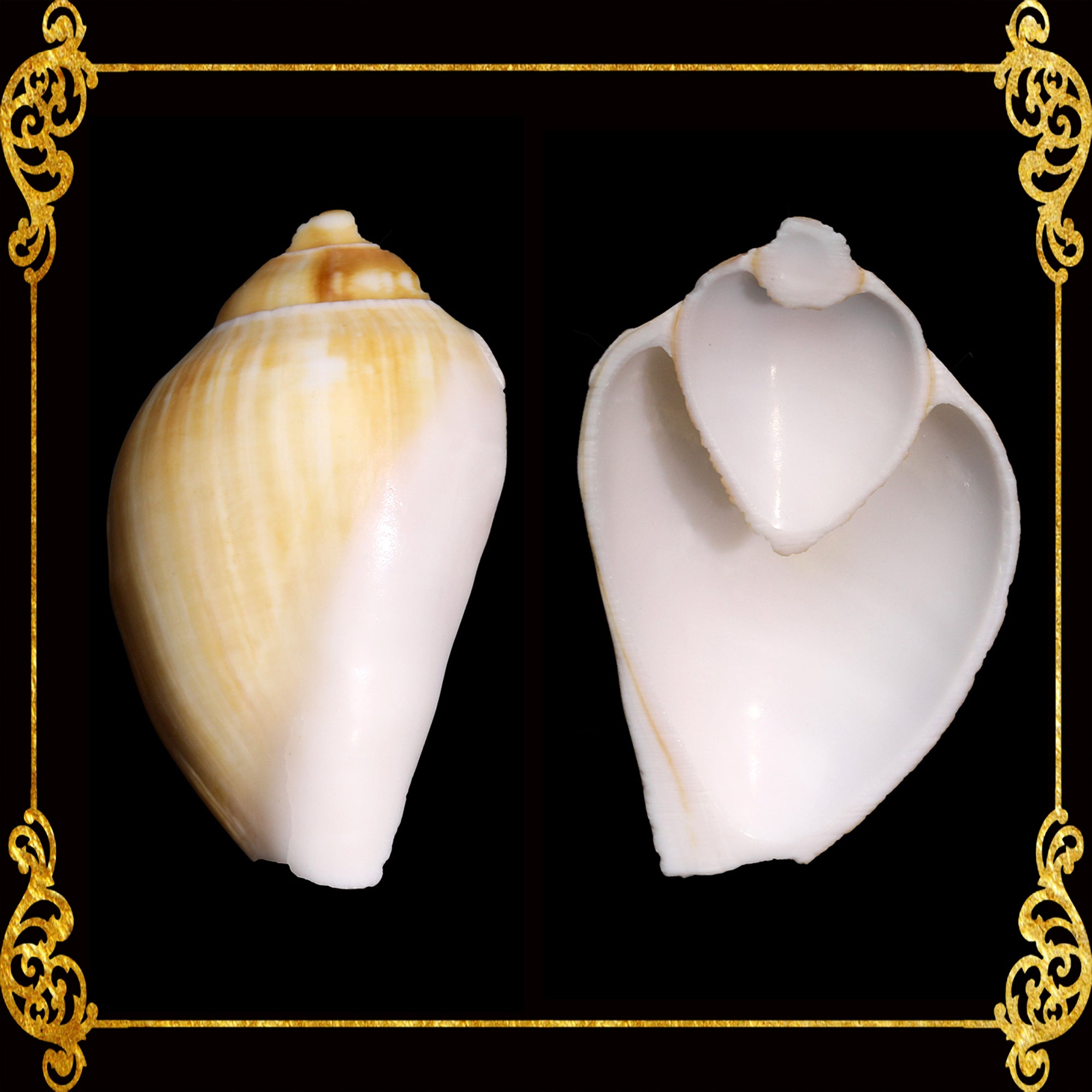 One Side Shell Cut Seashells | Canarium Brown | Side Cut | Dog Conch Shells – Seashell ...