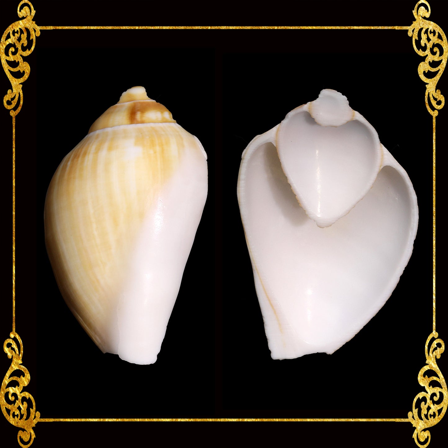 Cut Seashells | Canarium Brown | Side Cut