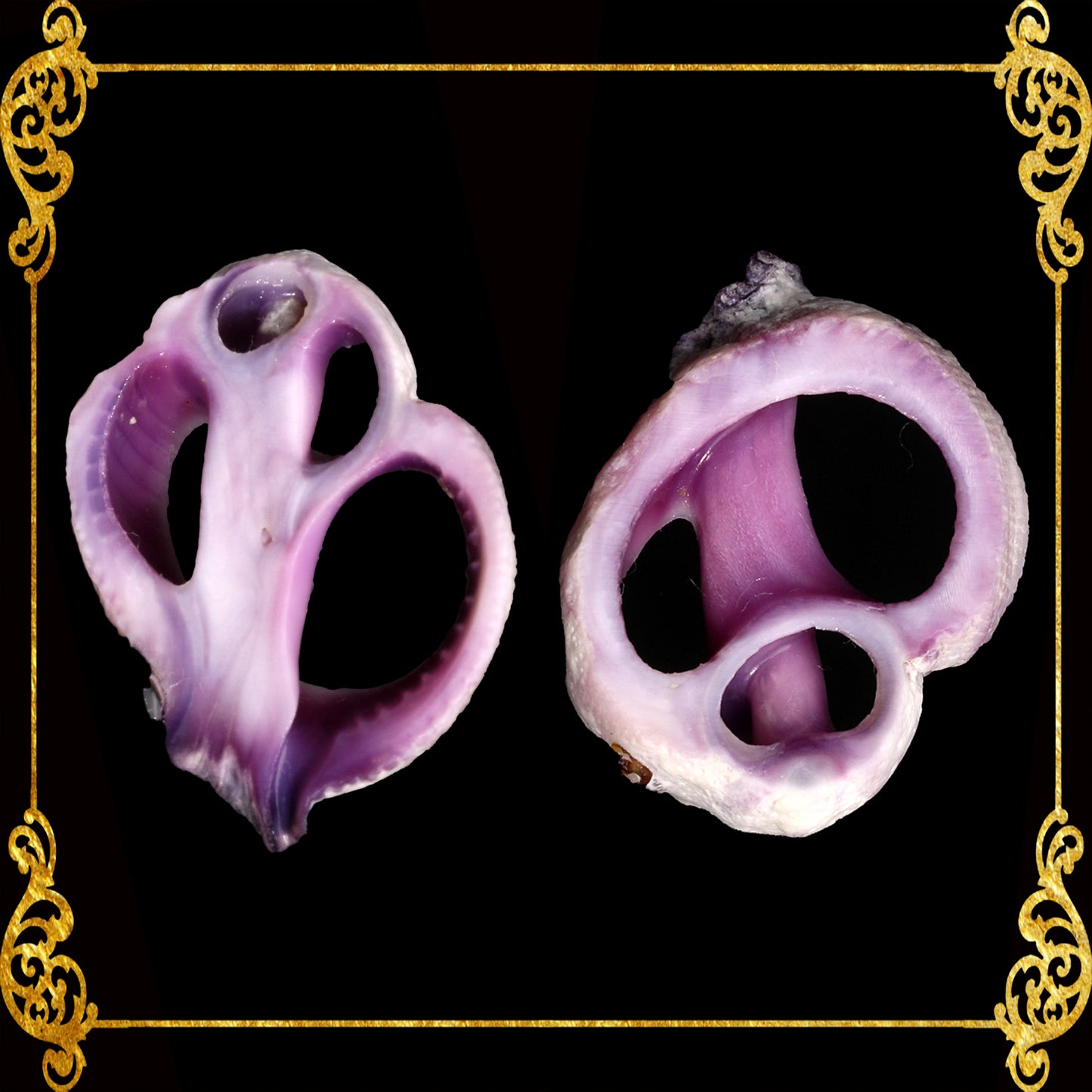 Cut Seashells | Cebu Beauty | Violet Coral Shell