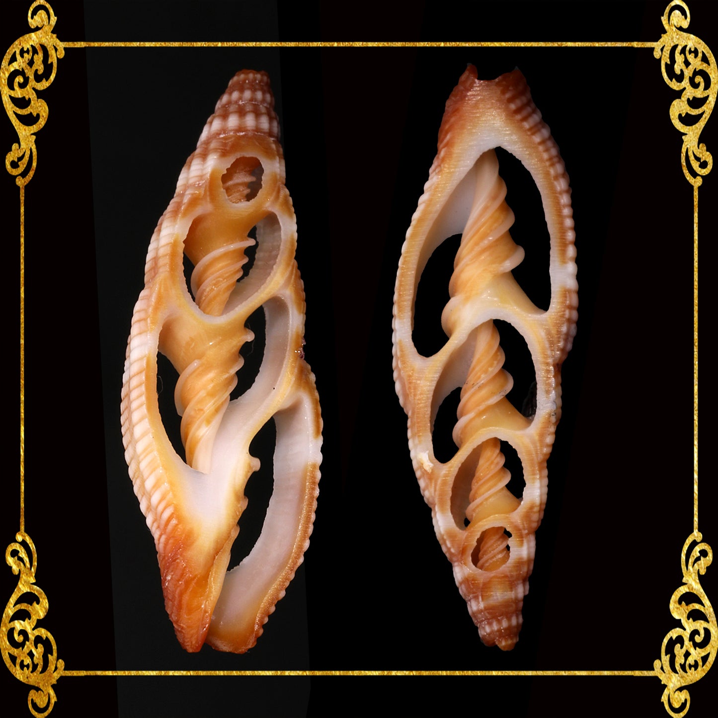 Cut Seashells | Mitra Rugosum