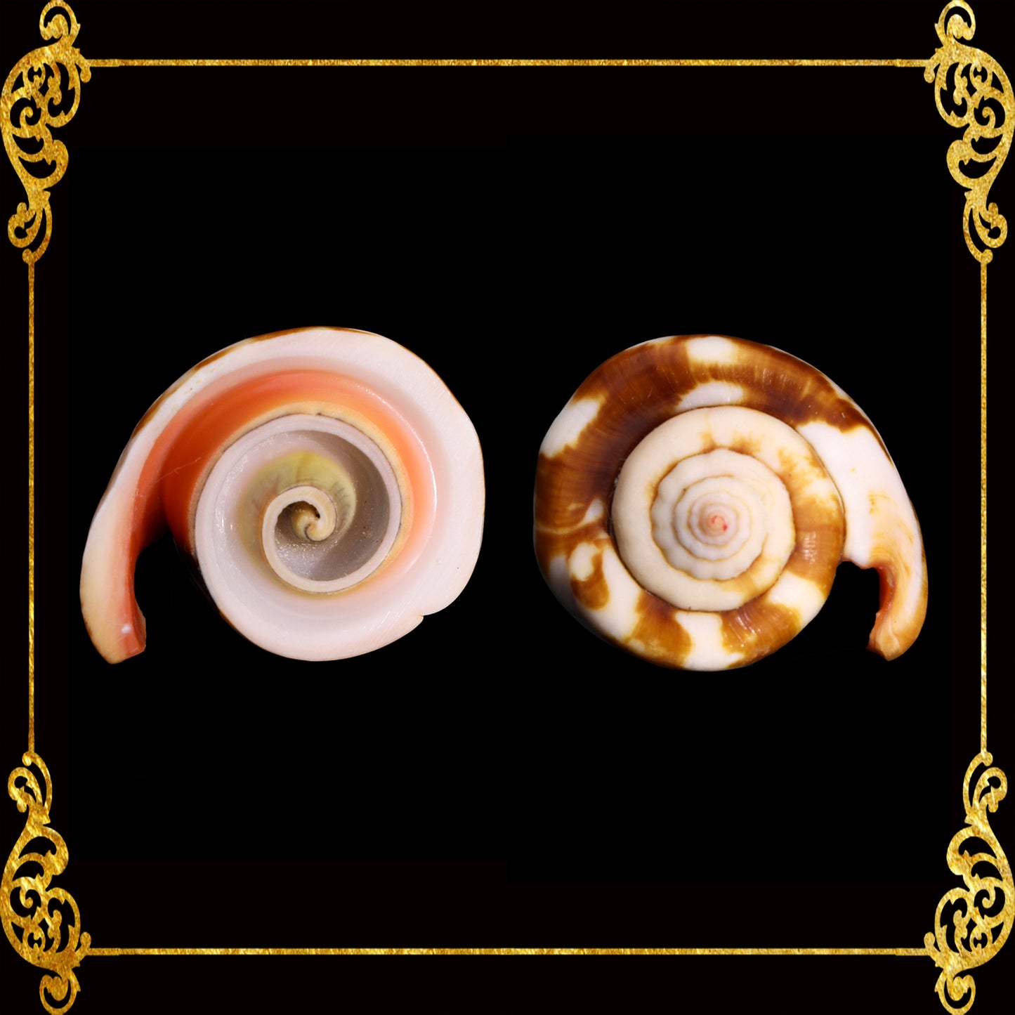 Cut Seashells | Red Lips | Head – Seashell Supplies Philippines