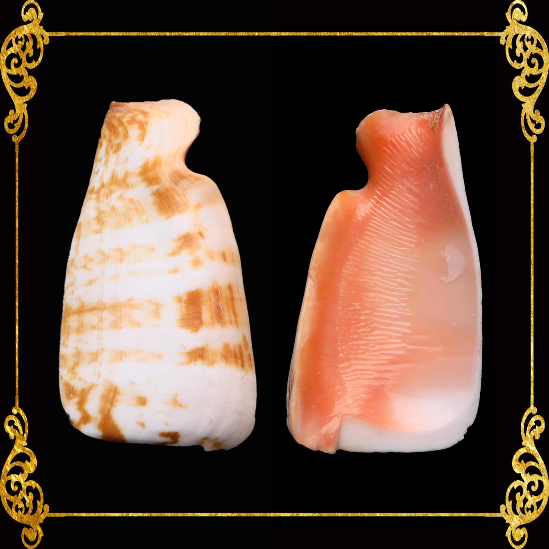 Cut Seashells | Red Lips | Side Cut Lips