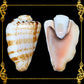 Cut Seashells | Red Lips | Side Cut