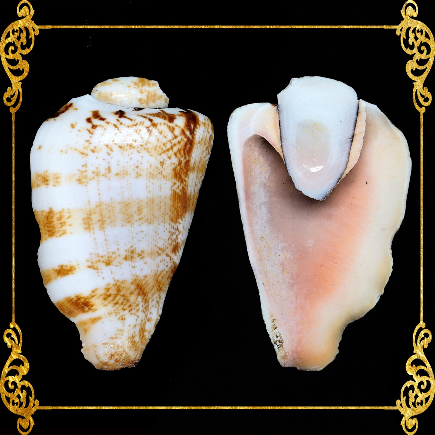 Cut Seashells | Red Lips | Side Cut