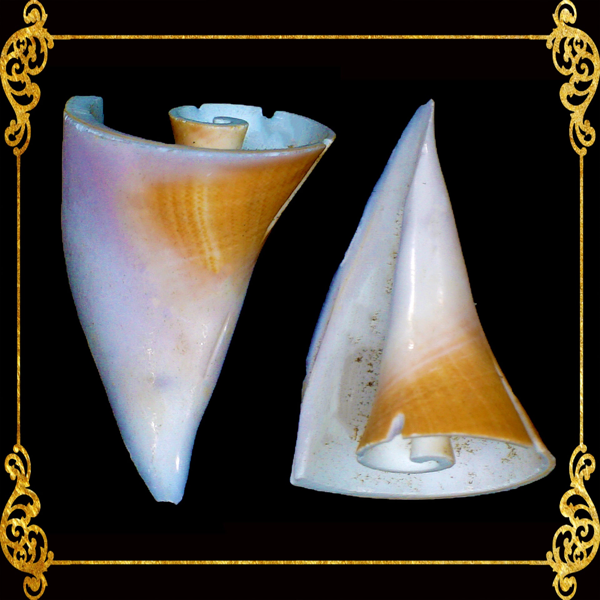 Cut Seashells | Red Lips | Tip | Strawberry Conch