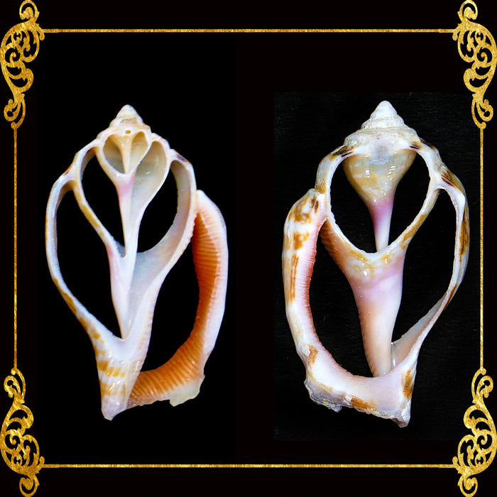 Cut Seashells | Sicad Pink | Little Bear Conch