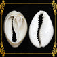 Cut Seashells | Sigay | Cyprea