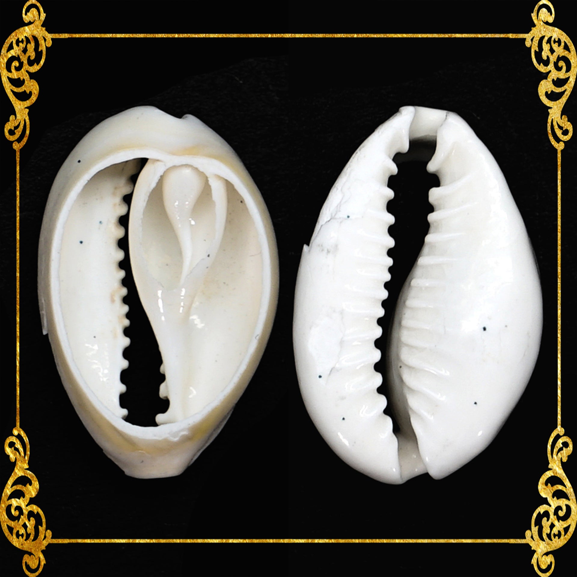 Cut Seashells | Sigay | Cyprea | Gold Ringer Cowrie