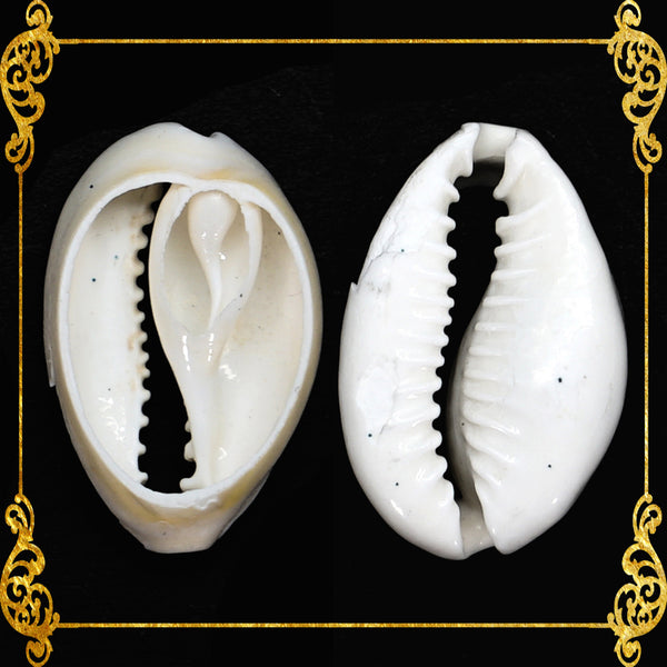 Cut Seashells | Sigay | Cyprea | Gold Ringer Cowrie