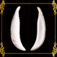 Cut Seashells | Cowry Tiger Tusk