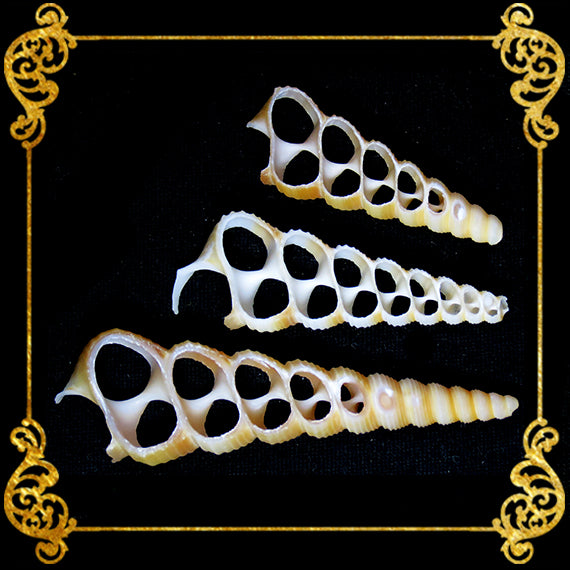 Cut Seashells | Tortilla