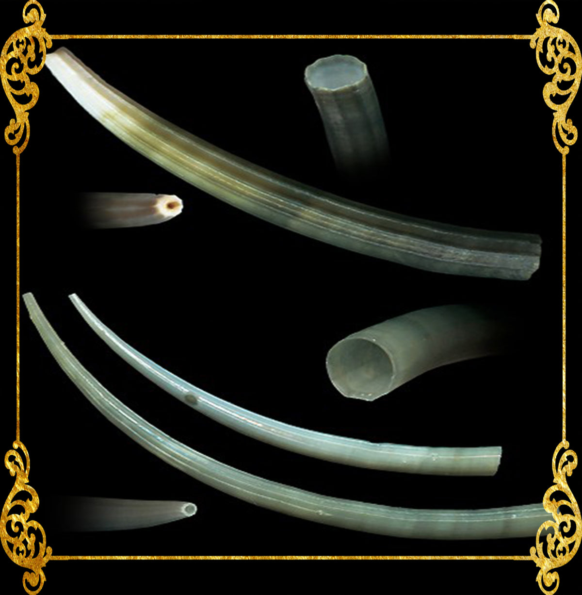 Dentallium Tusk | Tusk Shells