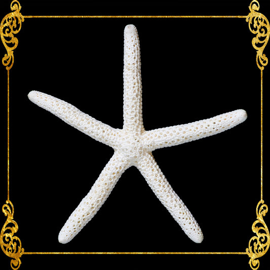 Starfish Fingers | White | Linkia Laevigata | 1 - 2.9 Inches