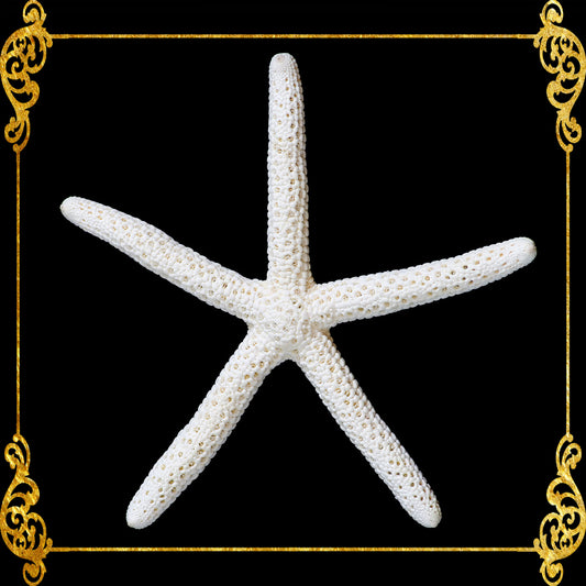 Starfish Finger | White | Linkia Laevigata | 5 - 6.9 Inches