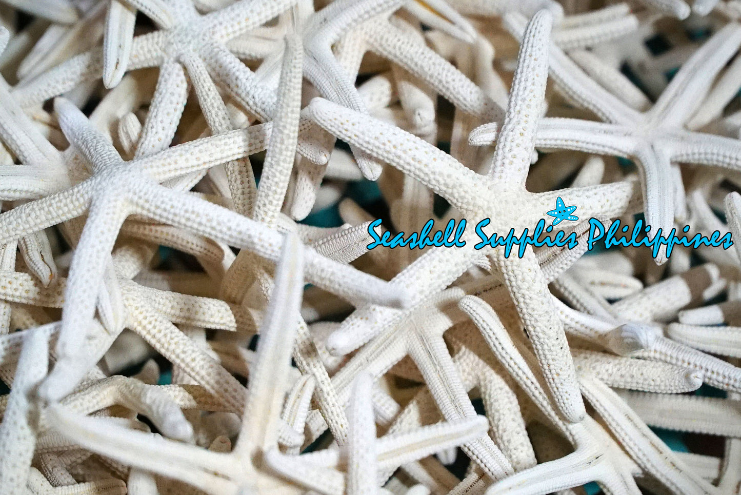 Starfish Finger | White | Linkia Laevigata | 7 - 8.9 Inches