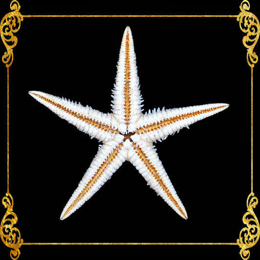Starfish | Flat Starfish | Sand Star | 1 - 2 cm  | 1 Piece