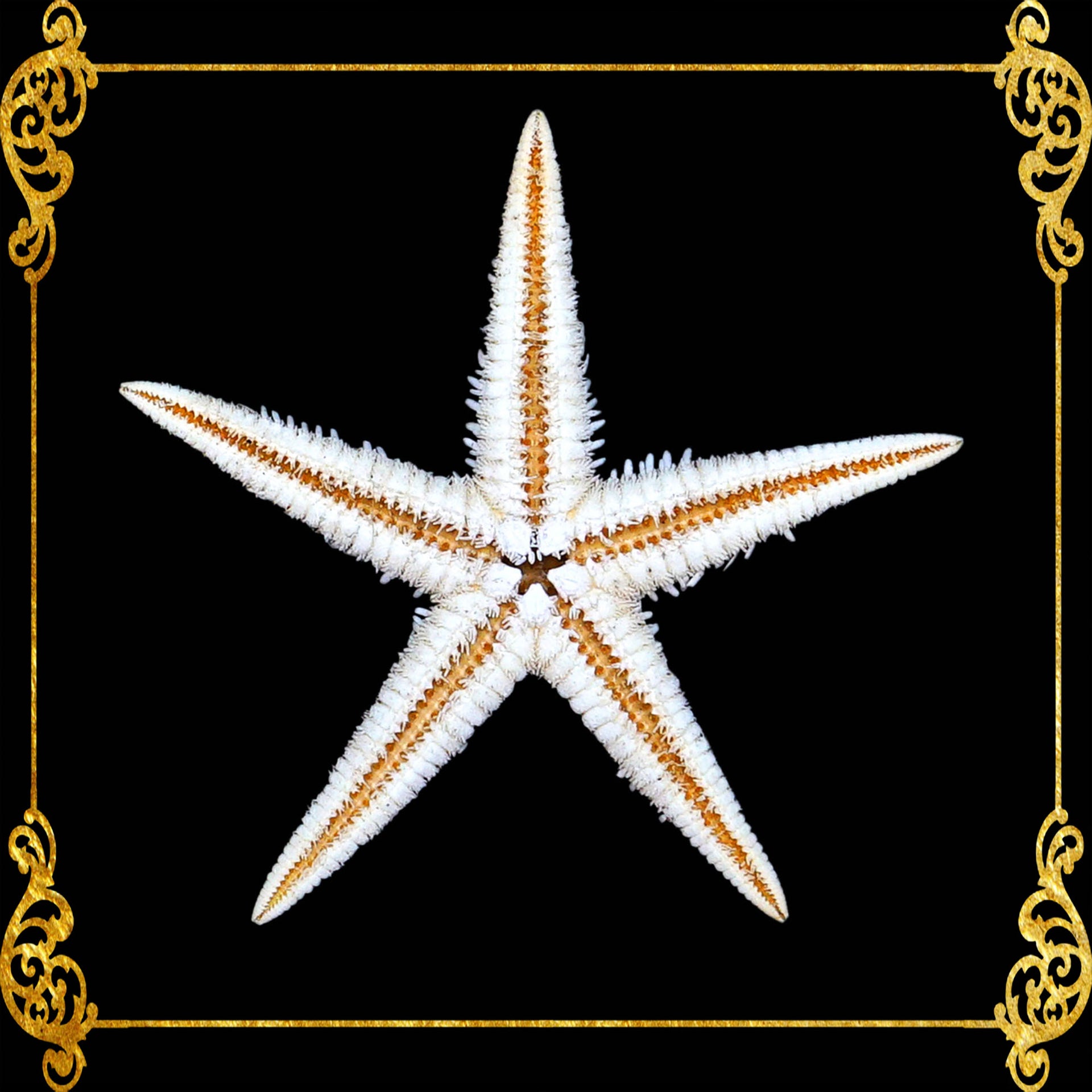 Starfish | Flat Starfish | Sand Star | 1 - 2 cm  | 1 Piece