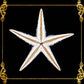 Starfish | Flat Starfish | Sand Star | 1 - 3 Inches | 1 Piece