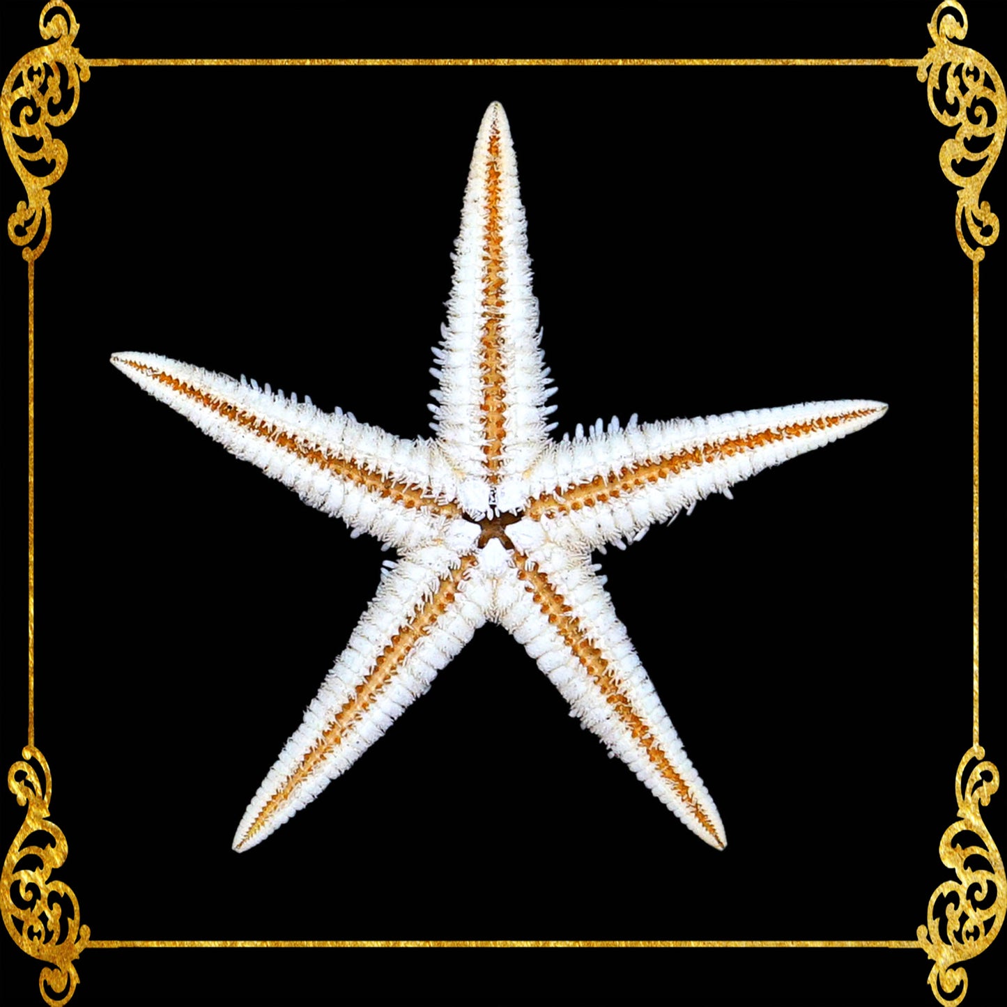 Starfish | Flat Starfish | Sand Star | 1 - 3 Inches | 1 Piece