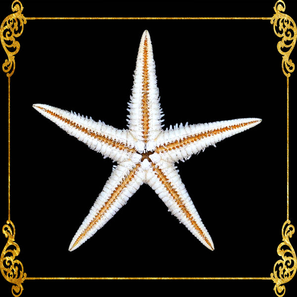 Starfish | Flat Starfish | Sand Star | 1 - 3 Inches | 1 Piece