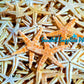 Starfish | Flat Starfish | Sand Star | 1 - 3 Inches | 1 Piece