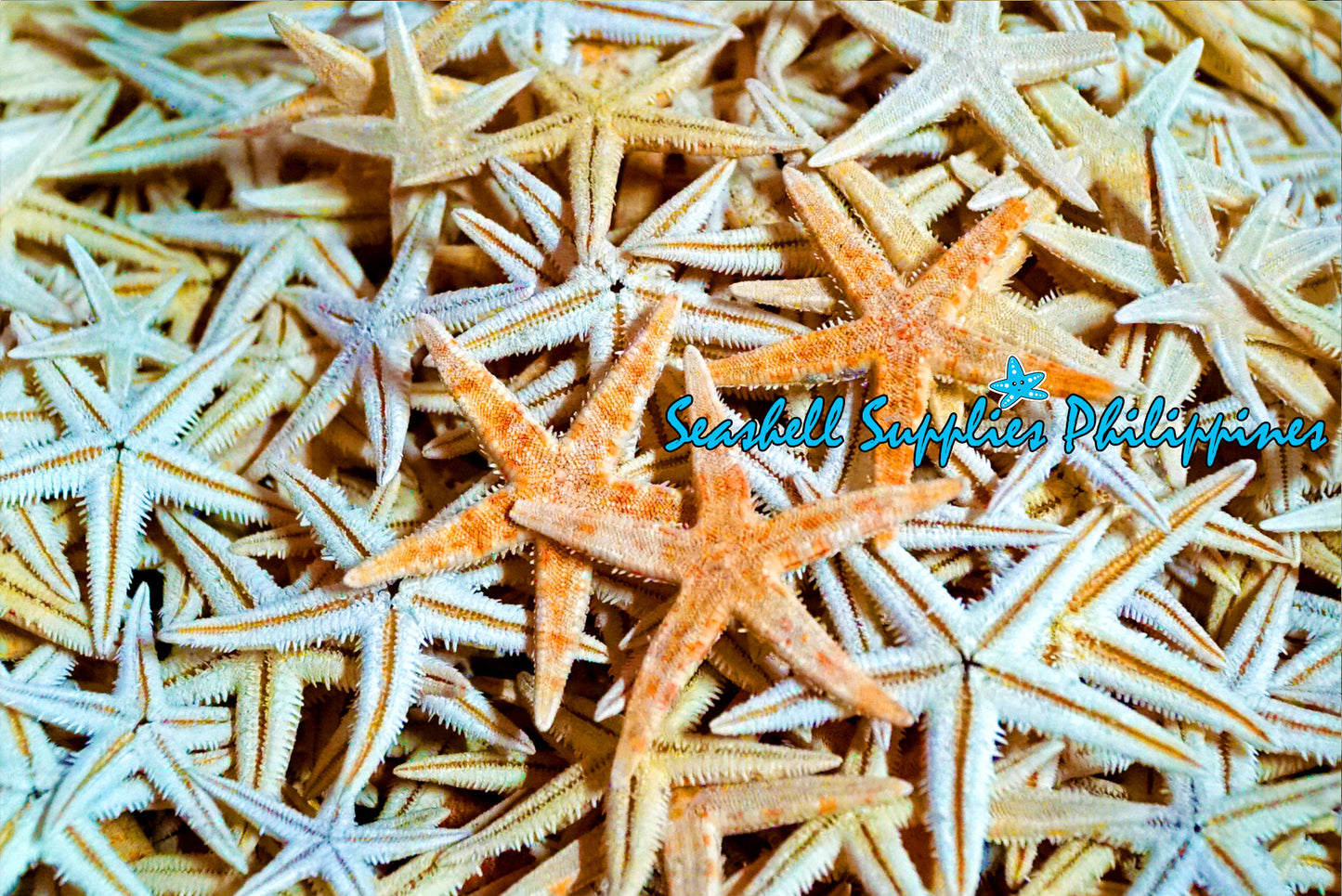 Starfish | Flat Starfish | Sand Star | 1 - 3 Inches | 1 Piece