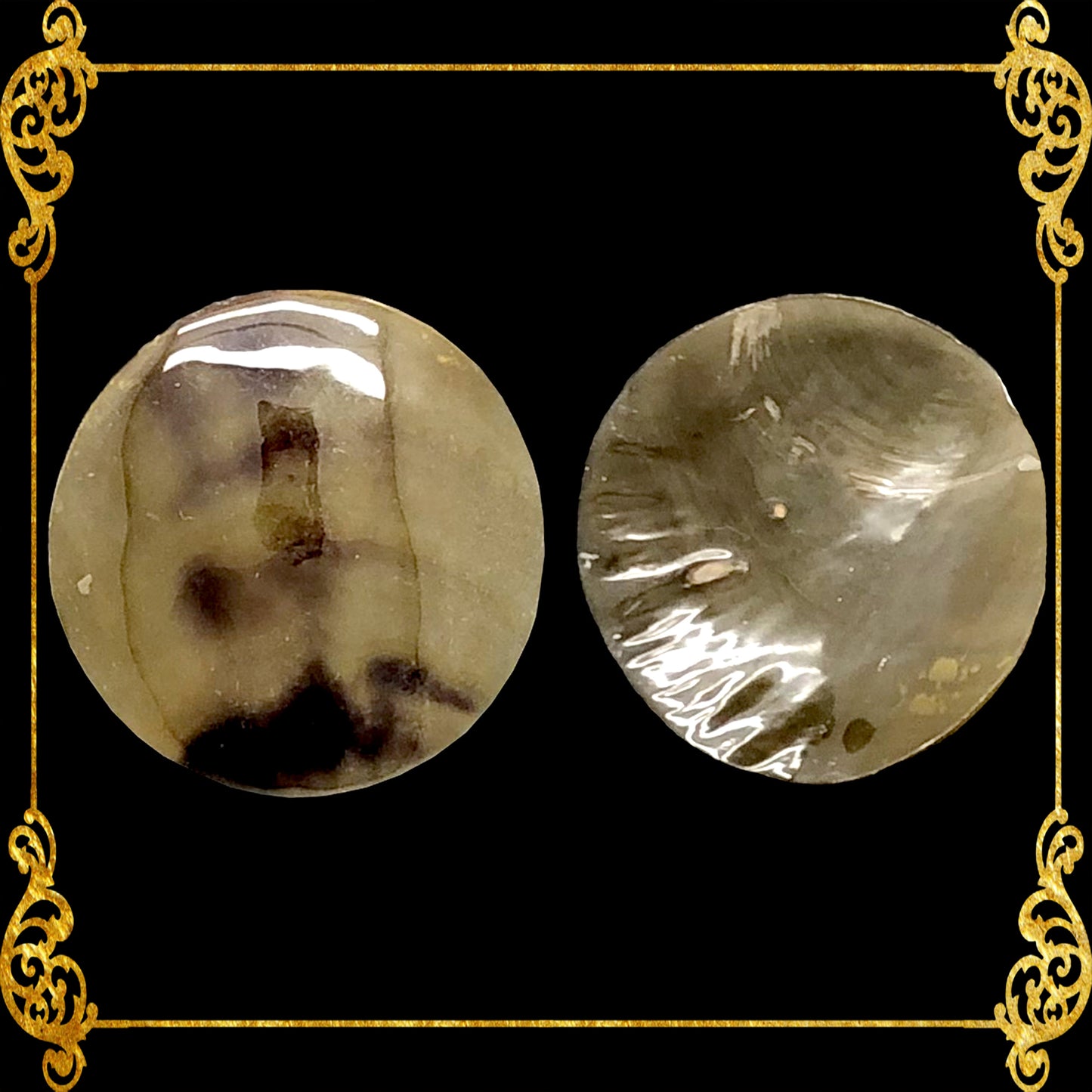 Brown Maroon | Round | Stiff Pen Shell | 2 inches