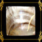 mother-of-pearl-black-lip-square-shape-2 x 2-inches