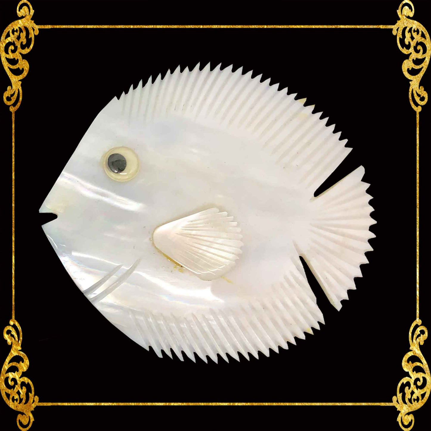 Pearl Clam | White Iridescent | Kabibe Fish Shape | 3 - 3.5 Inches