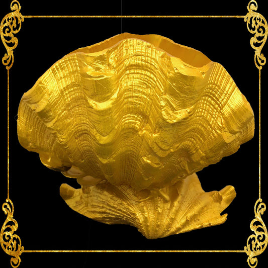 Plant Holder | Kabibe | Giant Clams Seashell | Indoor Flower Plant Pottery