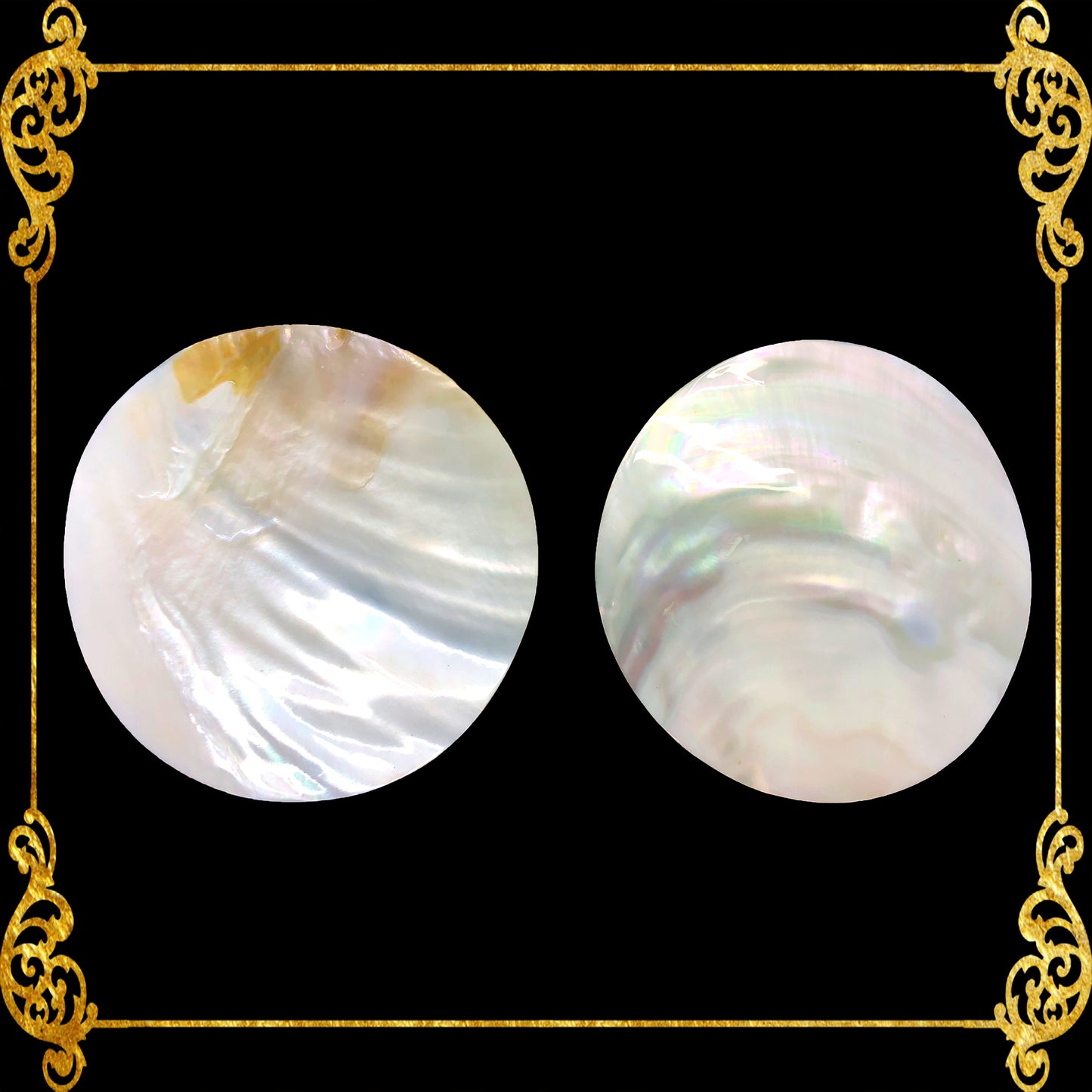 Pearl Clam | White Iridescent | Kabibe Round Polished | 3 Inches