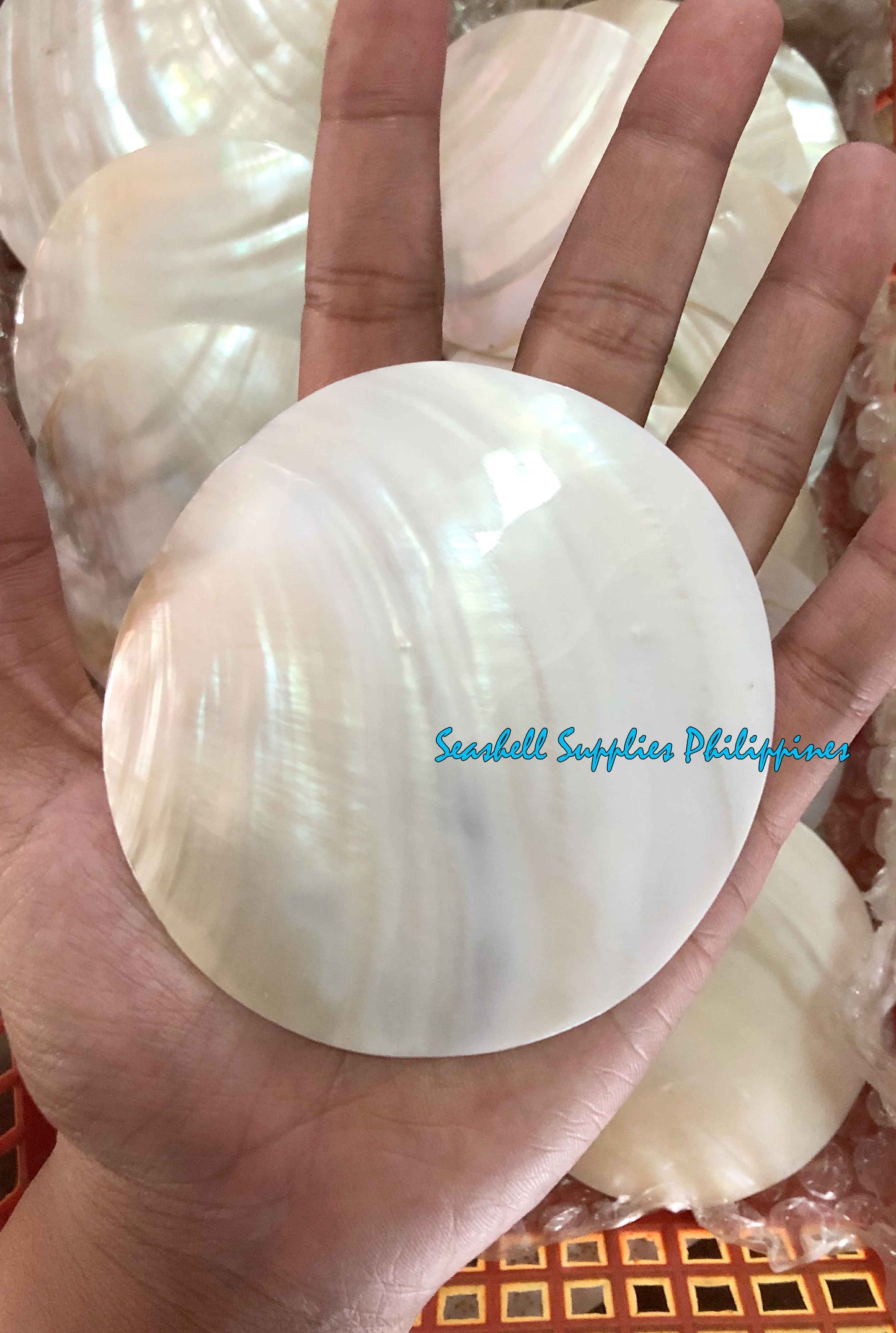 Pearl Clam | White Iridescent | Kabibe Round Polished | 3 Inches