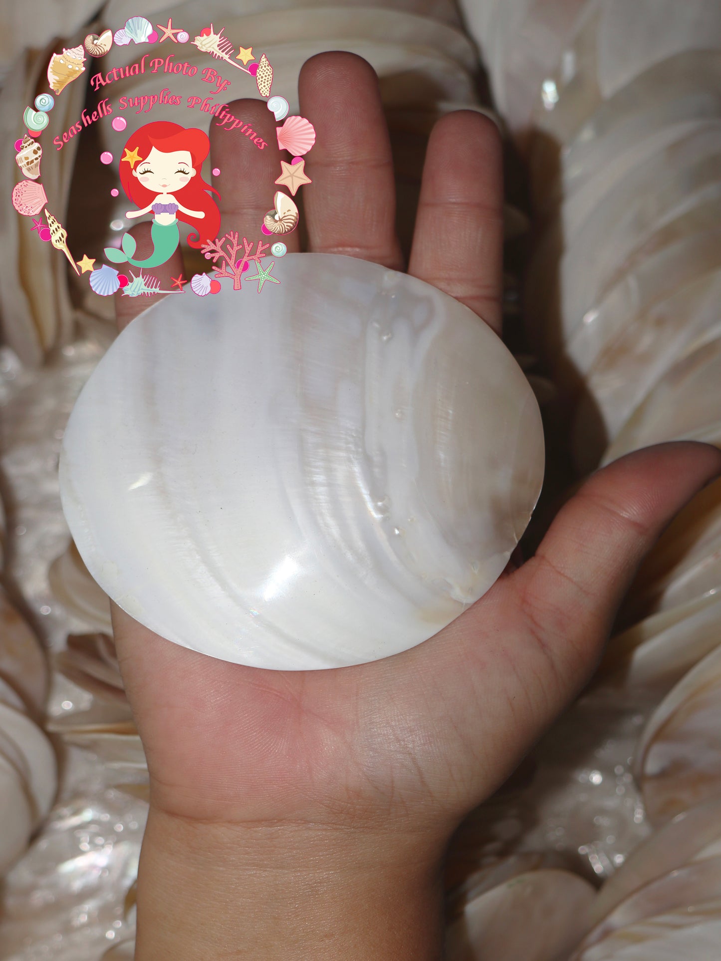 Pearl Clam | White Iridescent | Kabibe Round Polished | 4 Inches